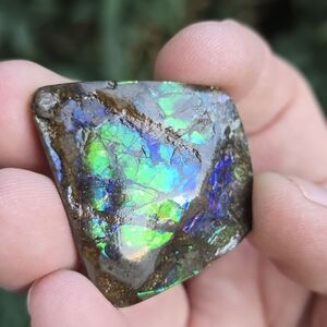 Ammolite Canada